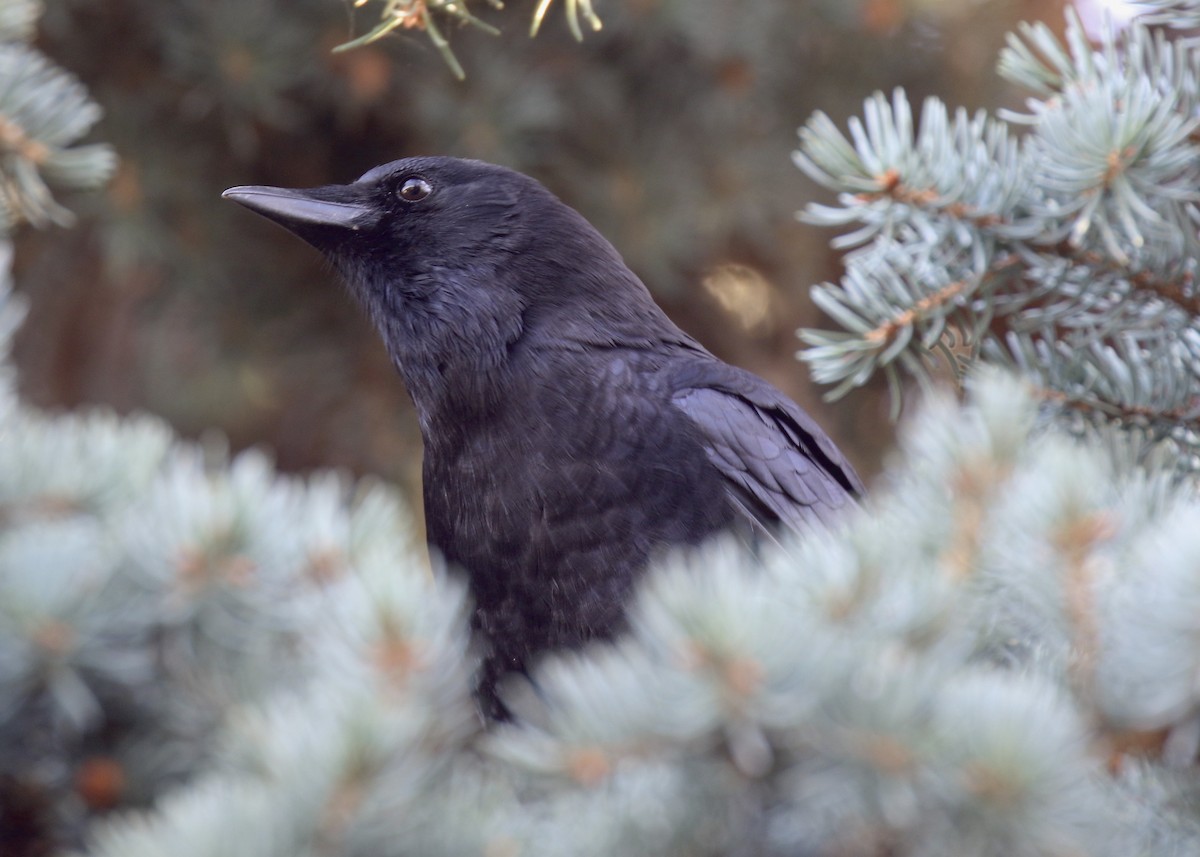 American Crow - ML273353911