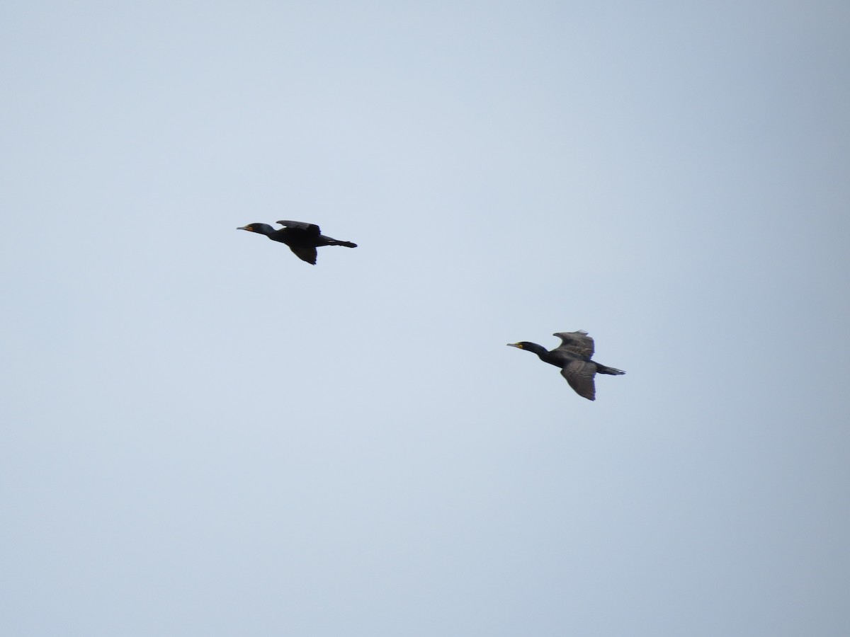 Double-crested Cormorant - ML273353991