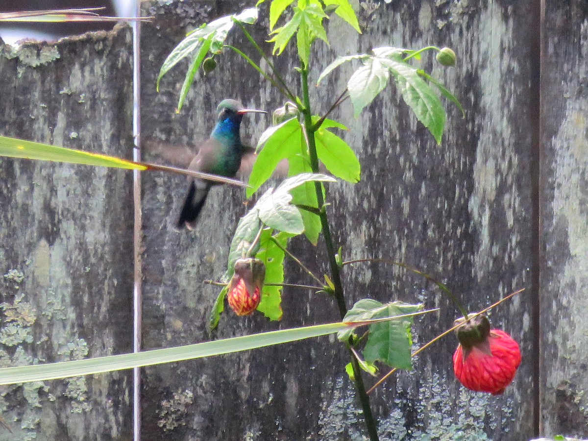 Ширококлювый колибри - ML273354001