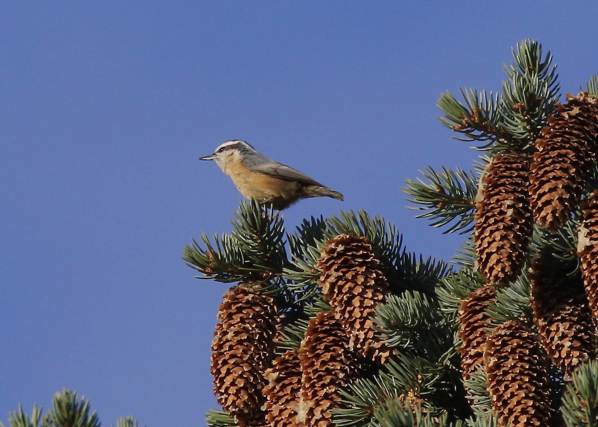 Red-breasted Nuthatch - ML273354011