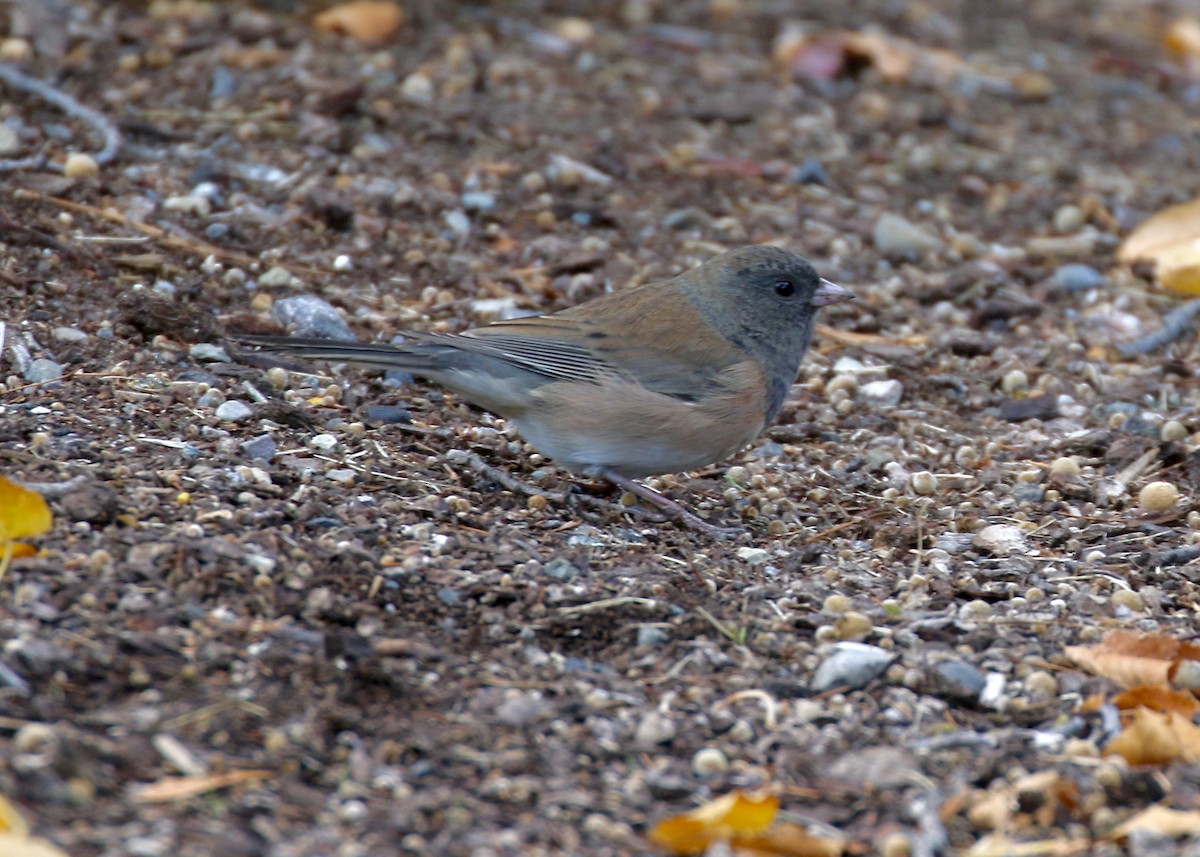 Junco Ojioscuro (grupo oreganus) - ML273354101