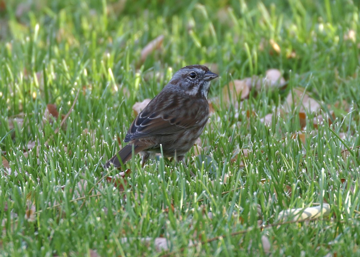 Song Sparrow - ML273354141