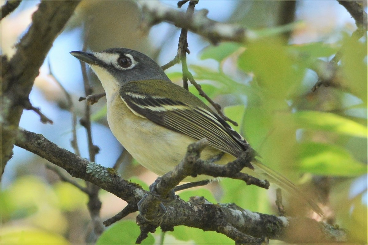 Black-capped Vireo - David Hollie