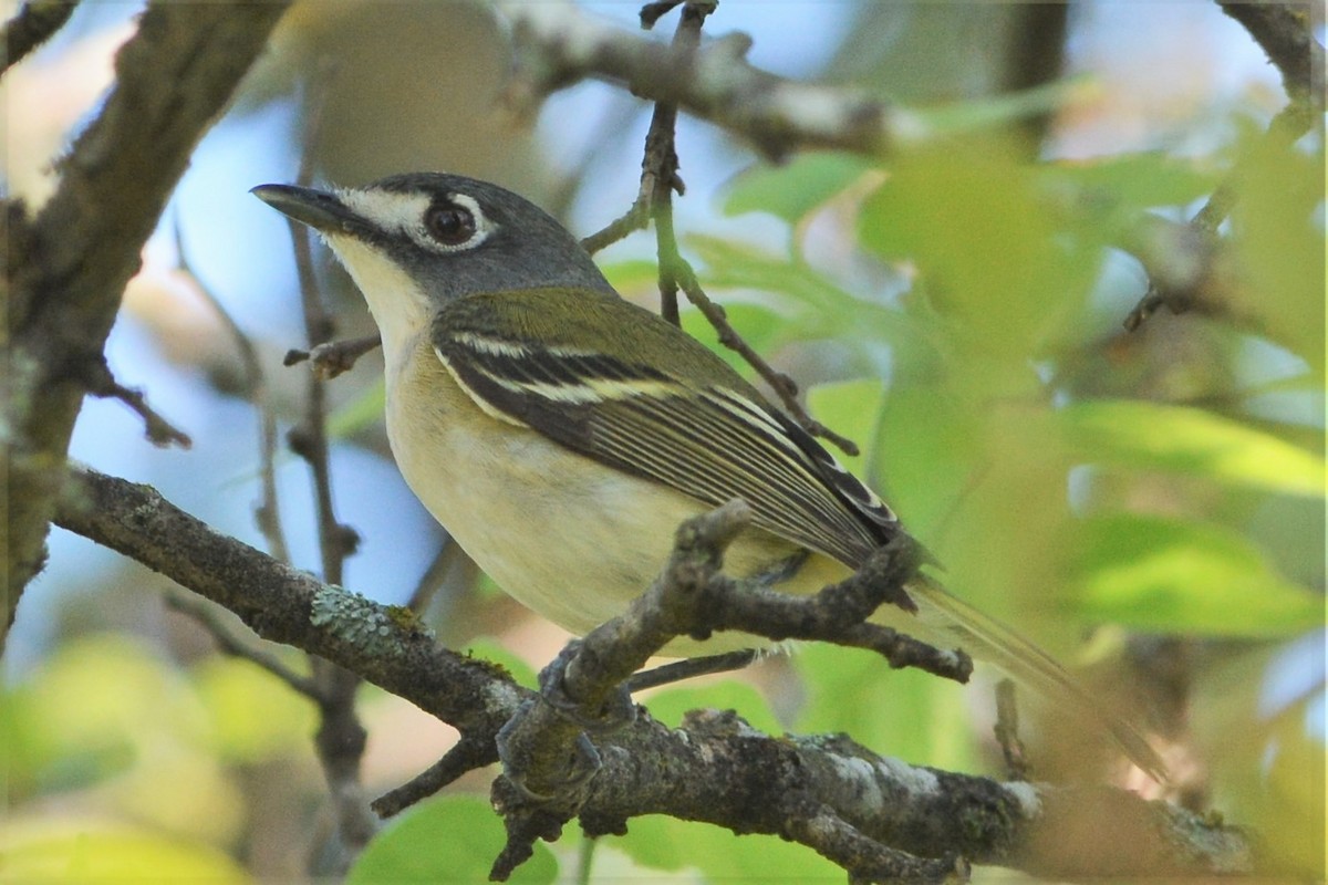 Vireo Cabecinegro - ML27335511