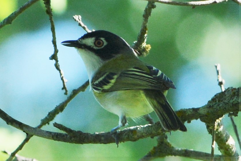 Black-capped Vireo - ML27335521