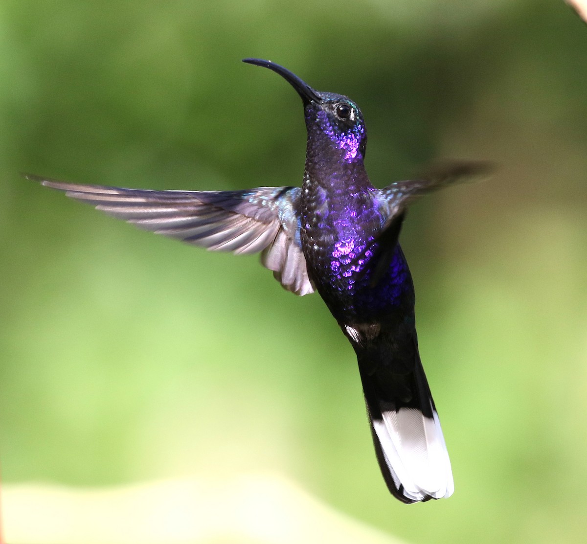 Colibrí Morado - ML273355831