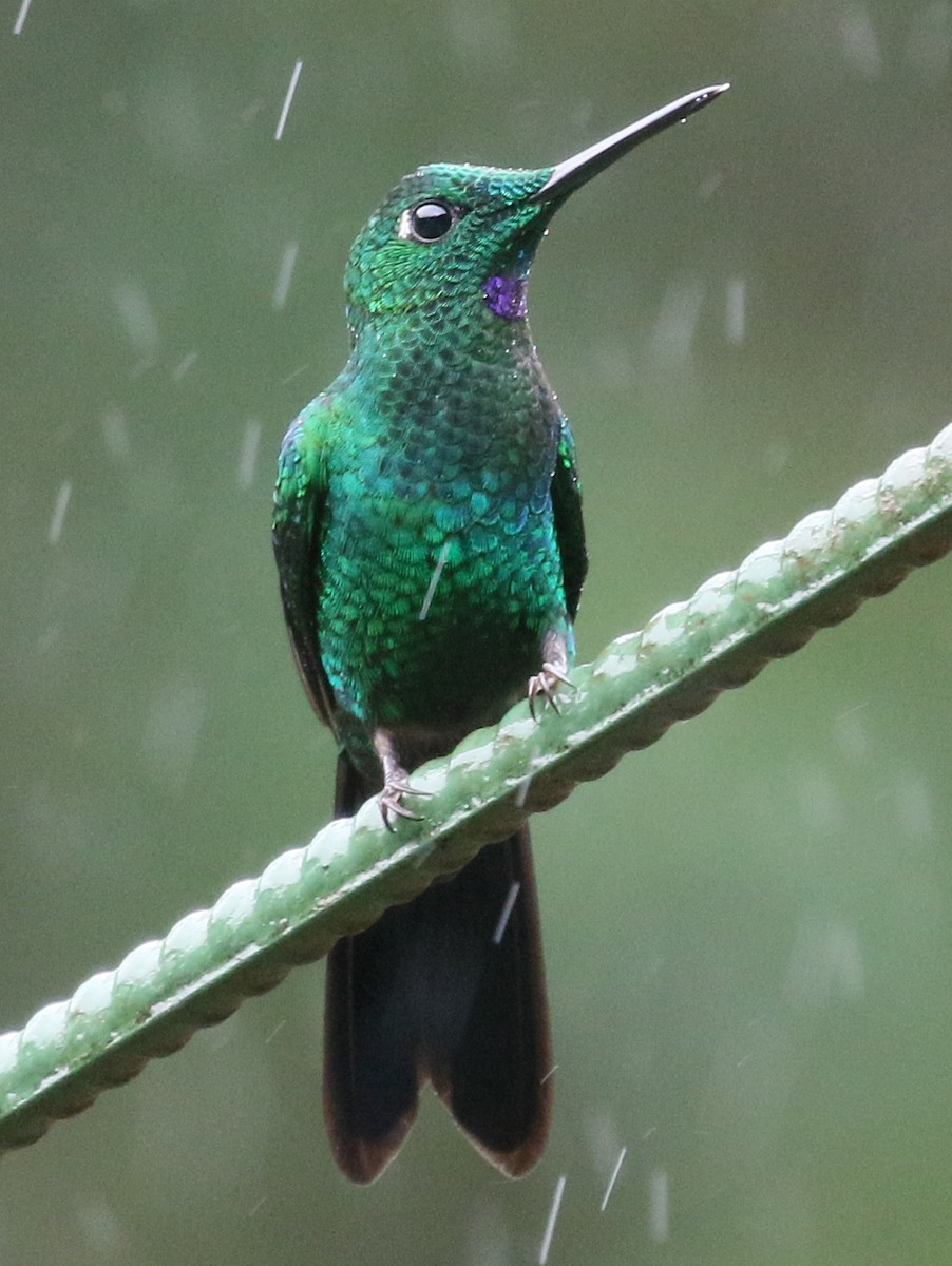 Green-crowned Brilliant - Charlotte Byers