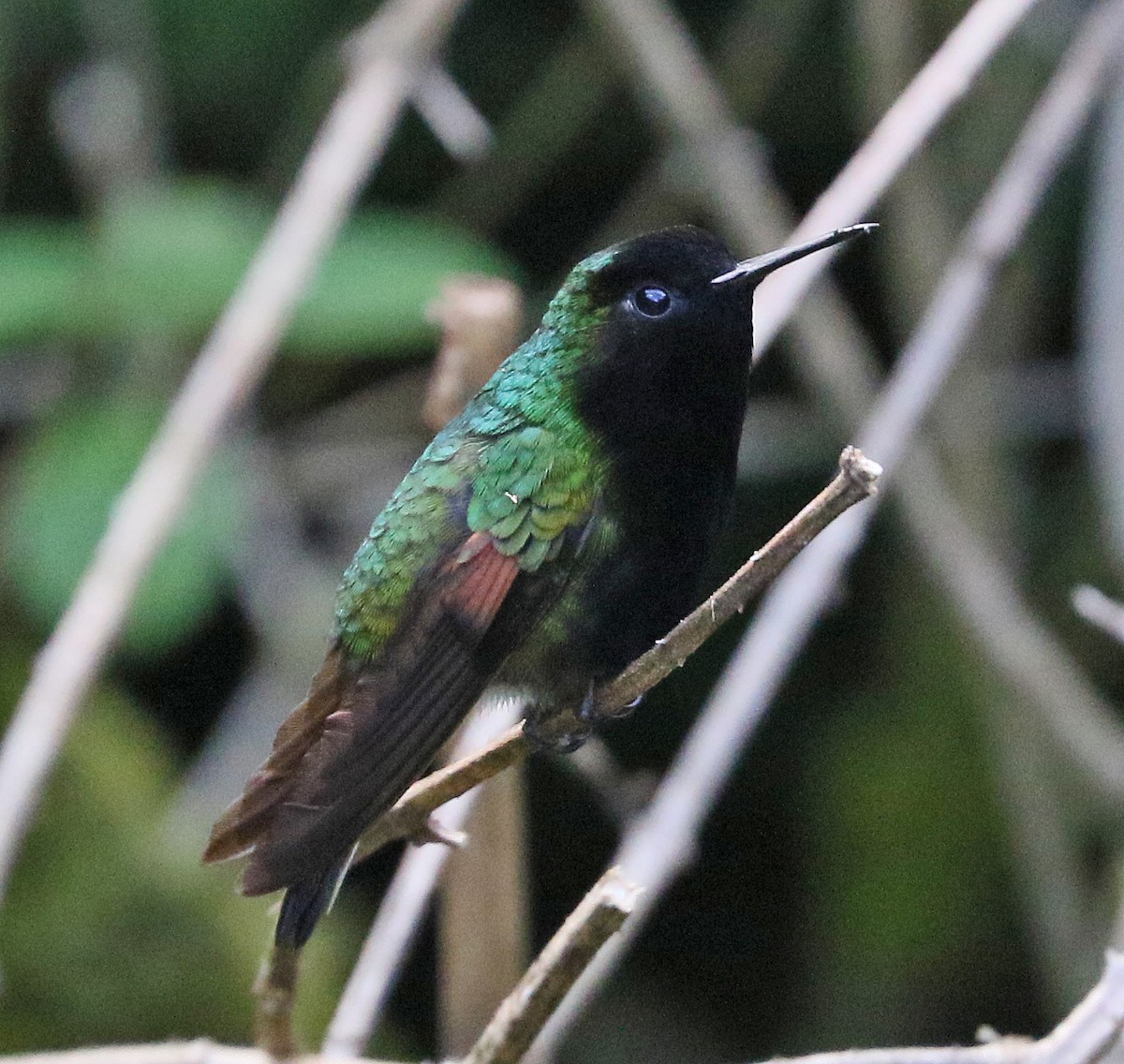 Colibri à ventre noir - ML273356121