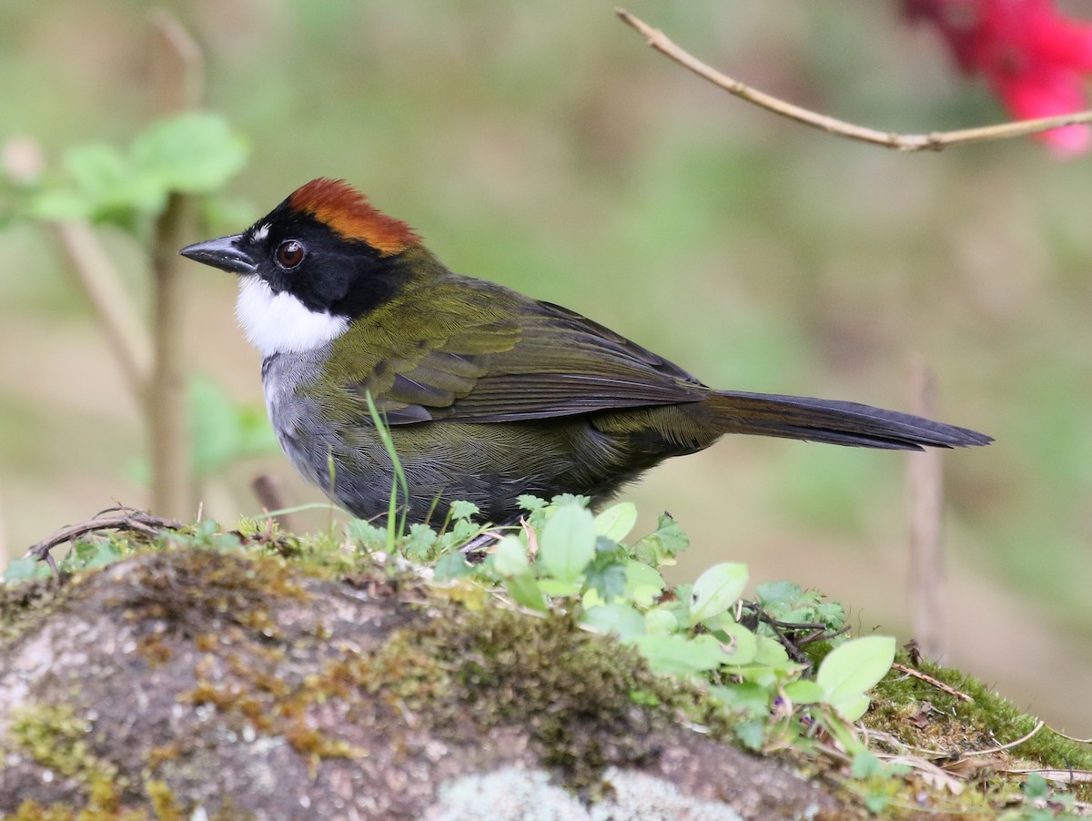 Chestnut-capped Brushfinch - ML273356481