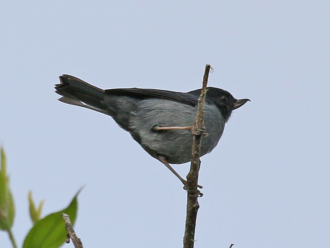 Slaty Flowerpiercer - ML273356721