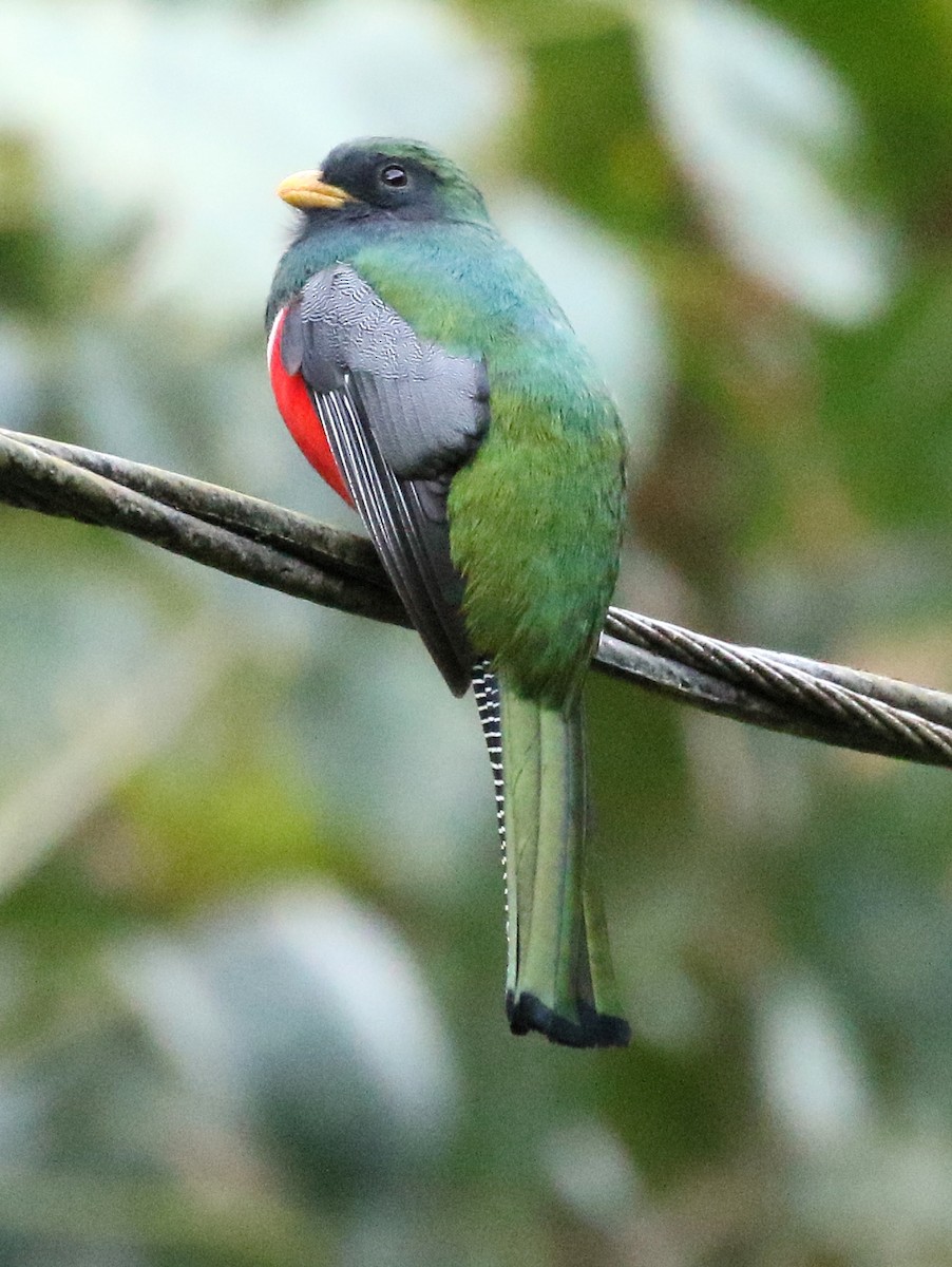 Trogon rosalba - ML273357131