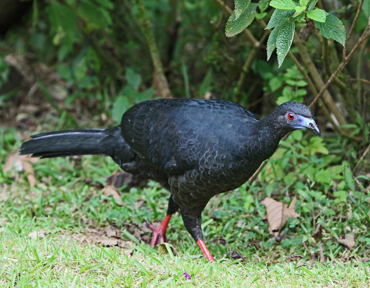 Black Guan - ML273357261