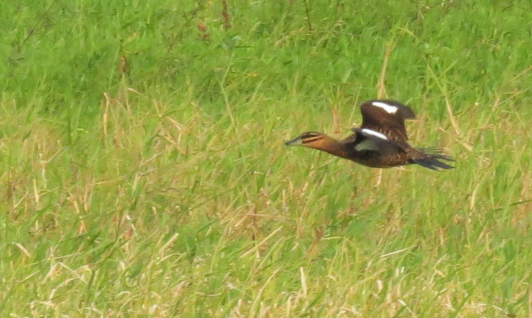 Masked Duck - ML27335771