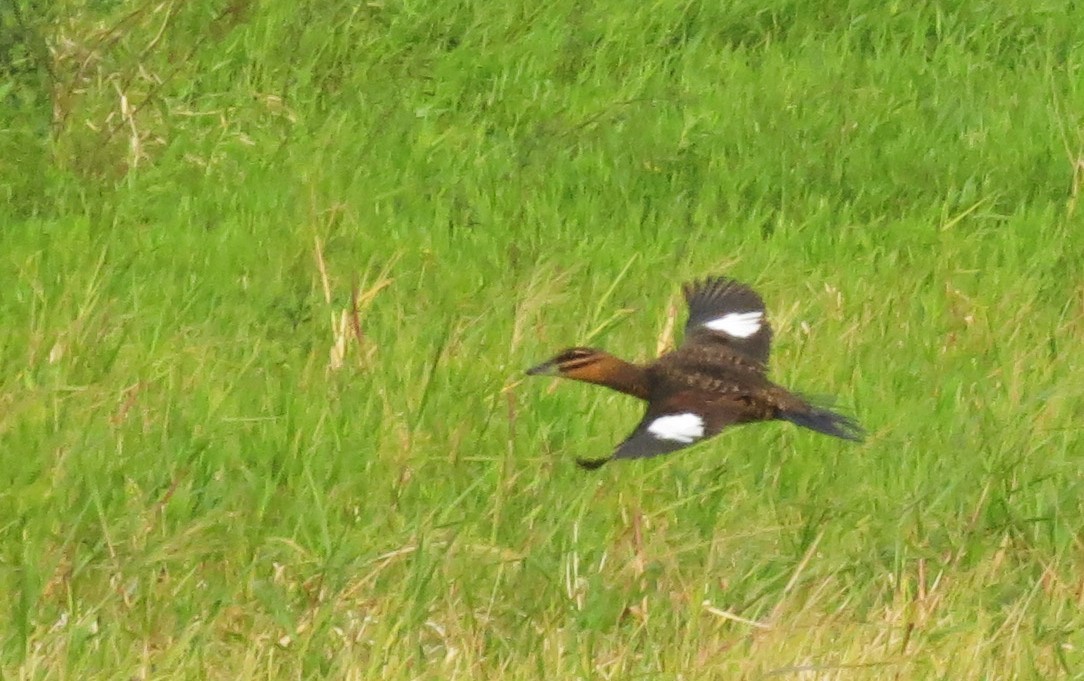 Masked Duck - ML27335781