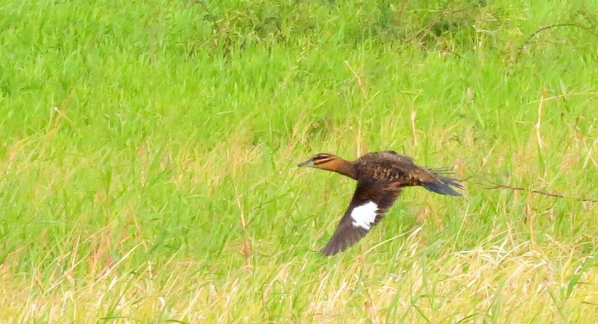 Masked Duck - ML27335791