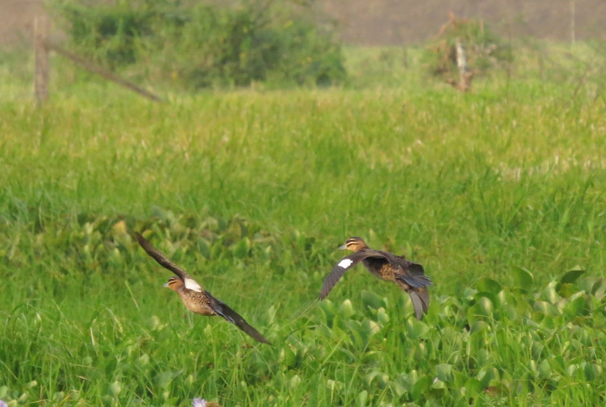 Masked Duck - ML27335811