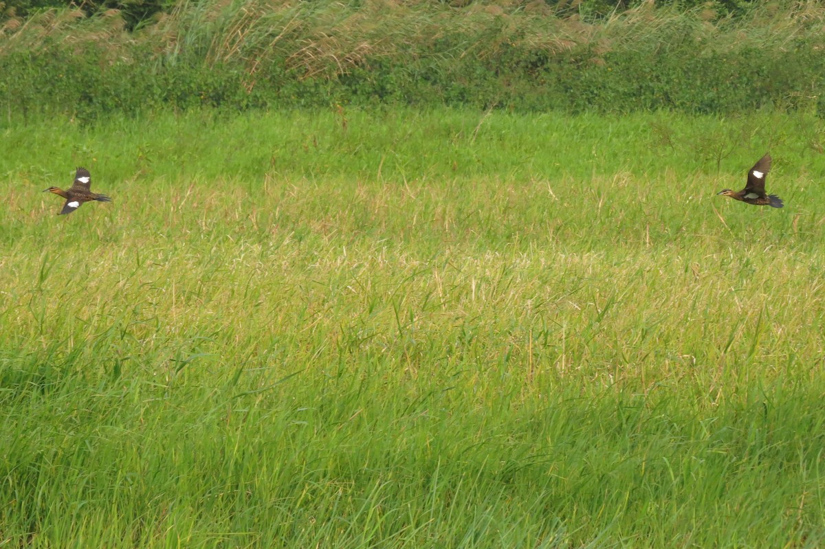 Masked Duck - ML27335831