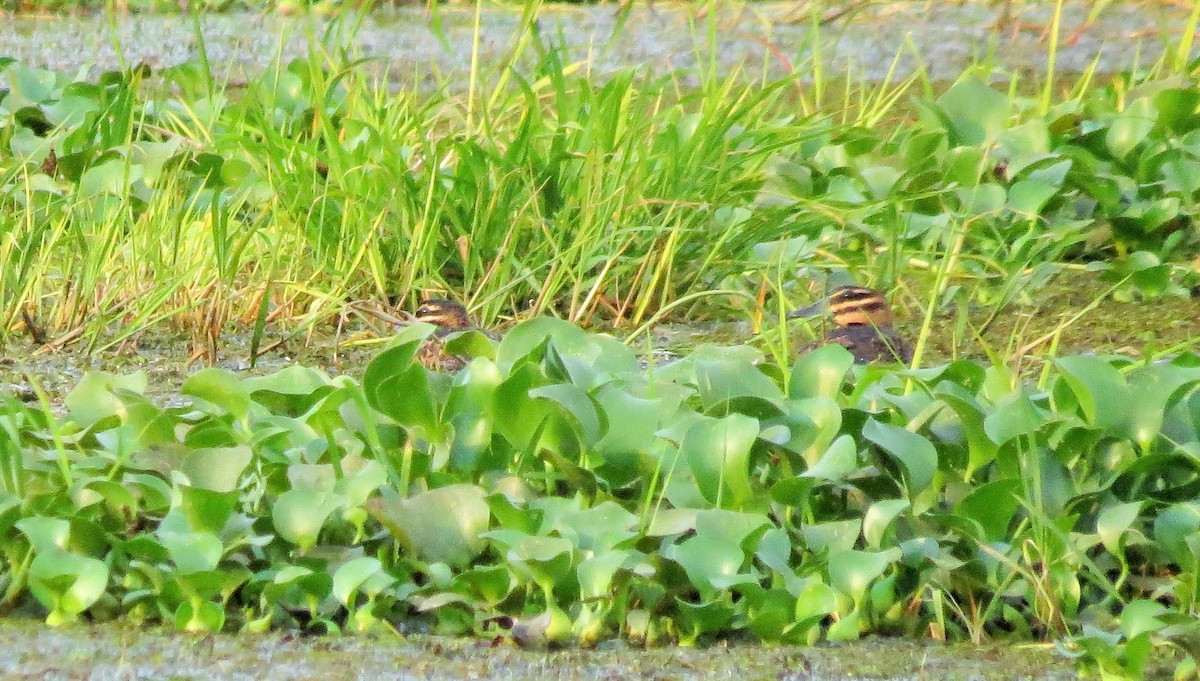 Masked Duck - ML27335881