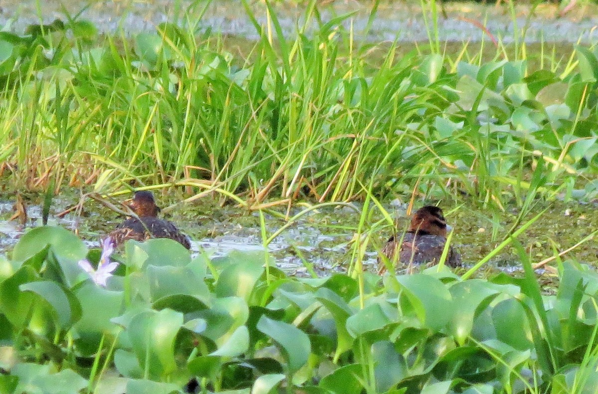Masked Duck - ML27335901
