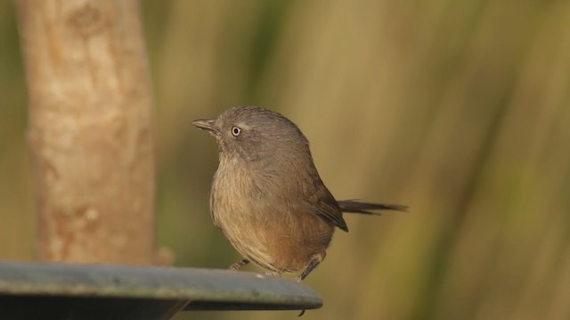 Wrentit - ML273360931