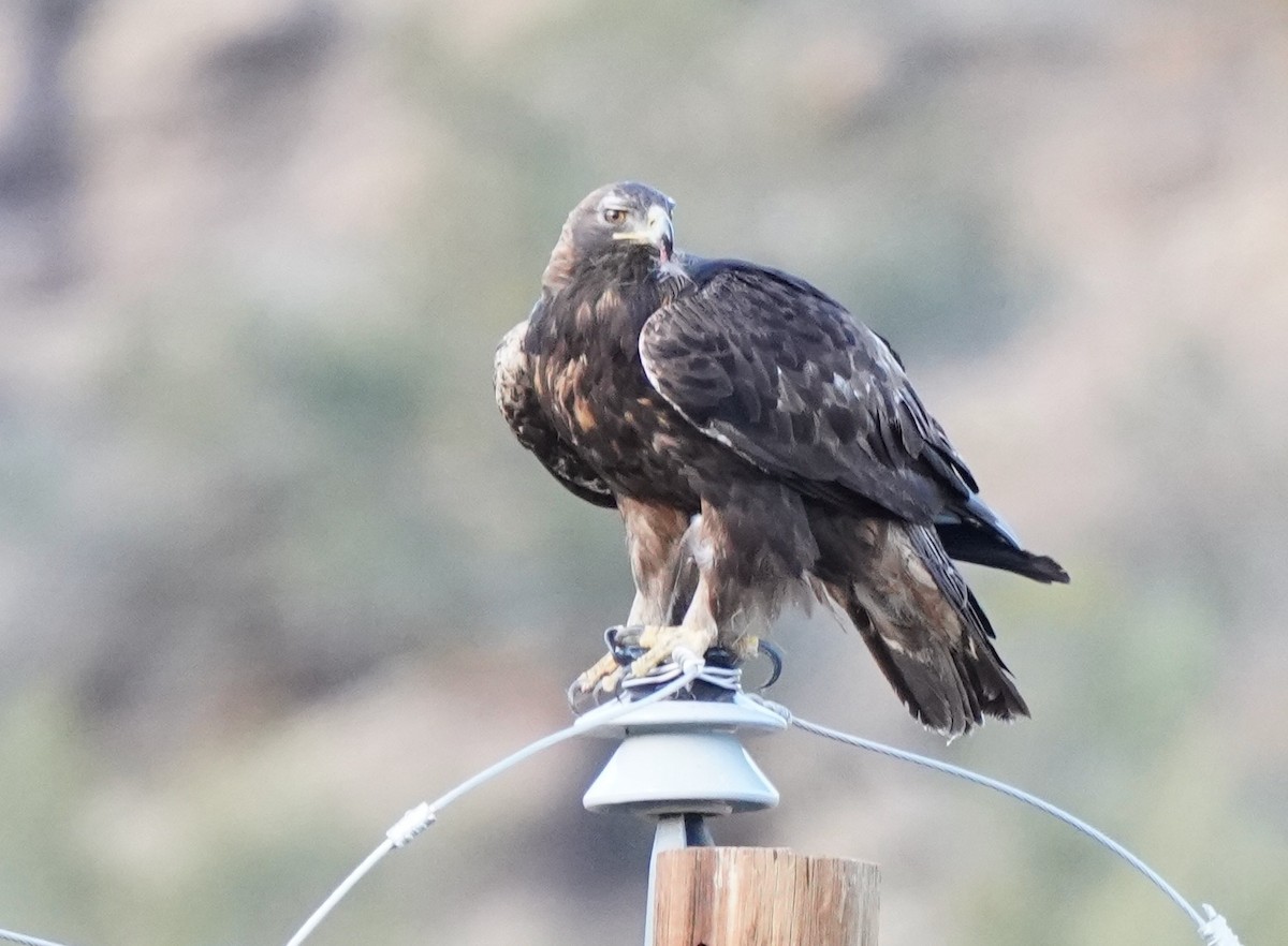 Golden Eagle - Sibylle Hechtel