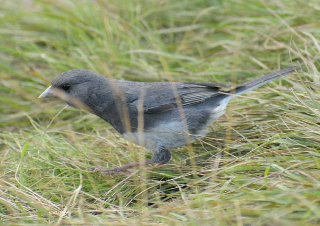 Dark-eyed Junco - ML273360981
