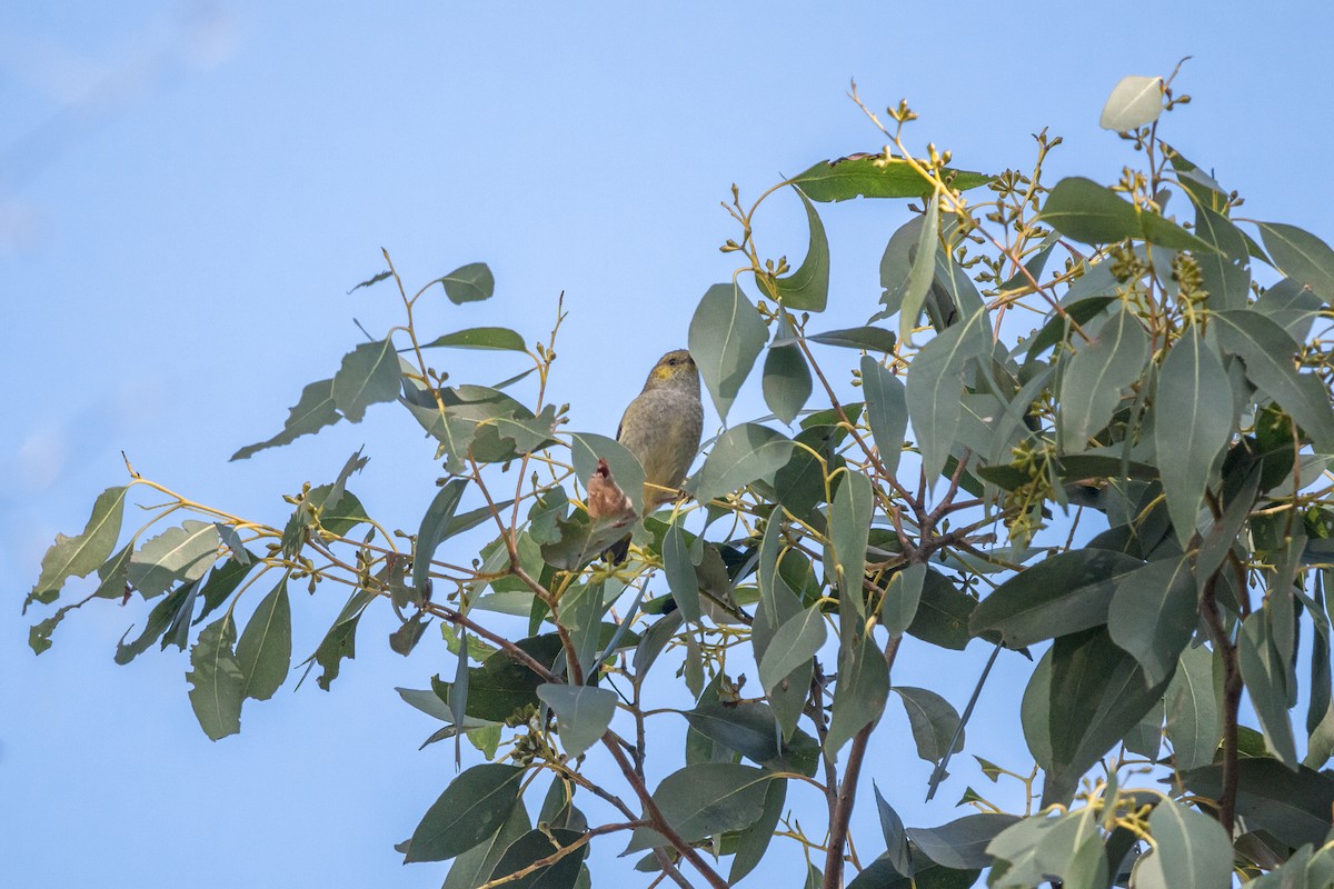 Forty-spotted Pardalote - Sam Gordon