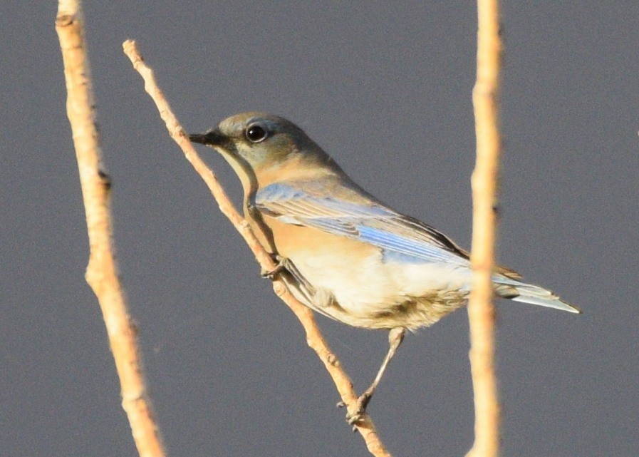 Eastern Bluebird - Susan Rosine