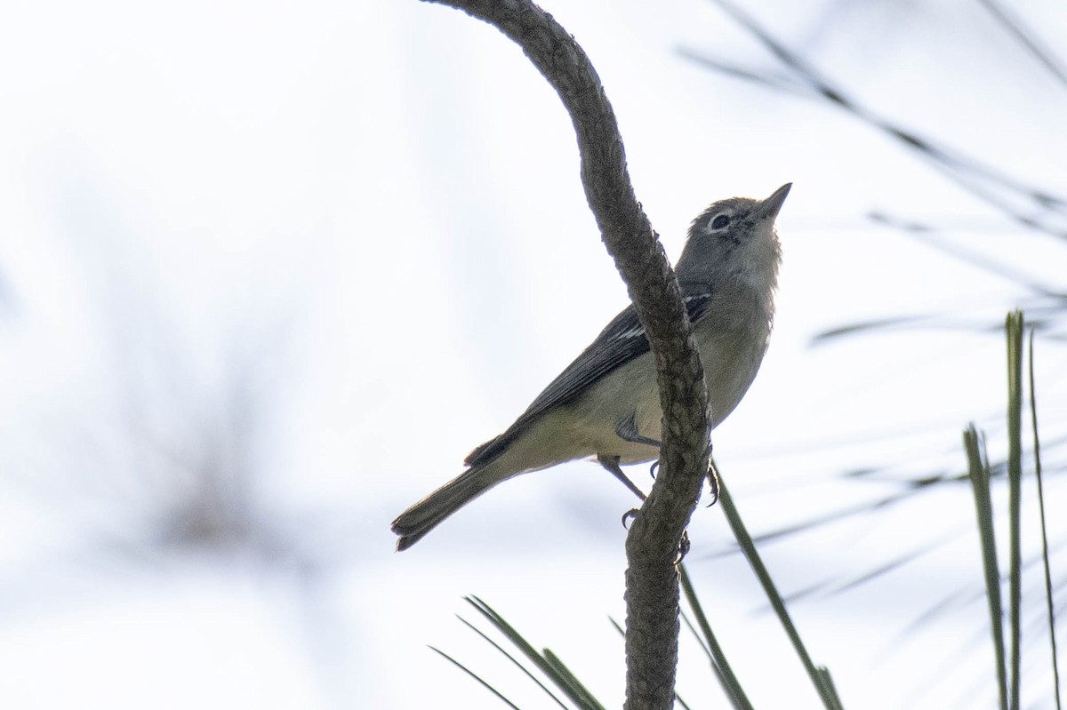 Cassin's/Plumbeous Vireo - James McNamara