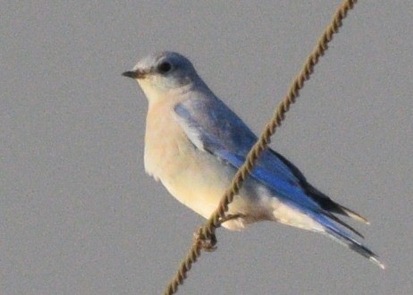 Mountain Bluebird - ML273361961