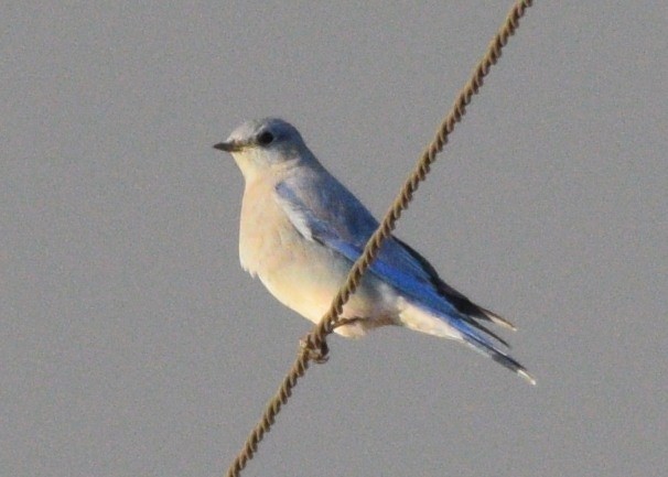 Mountain Bluebird - ML273361971