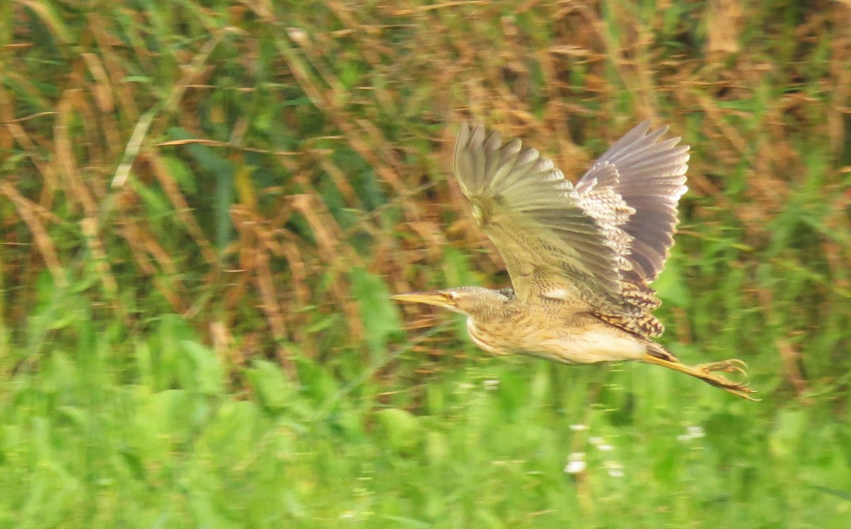 Pinnated Bittern - ML27336301