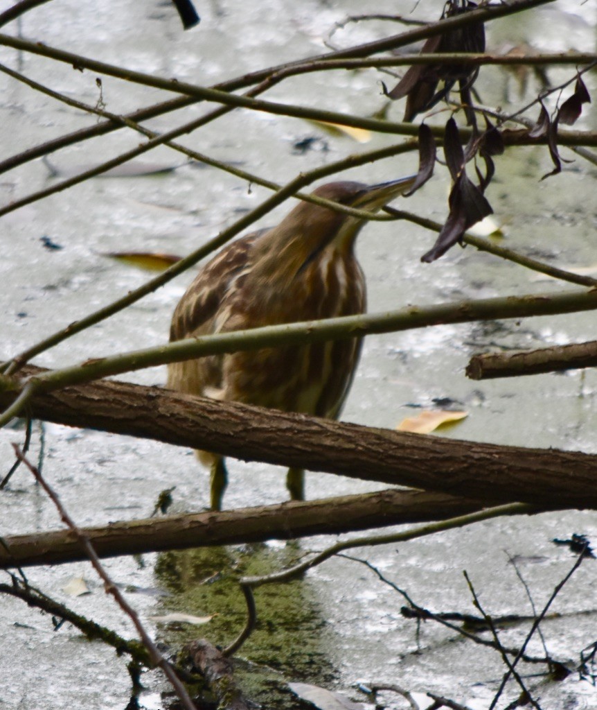 American Bittern - ML273363201