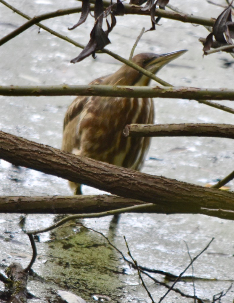 American Bittern - ML273363771