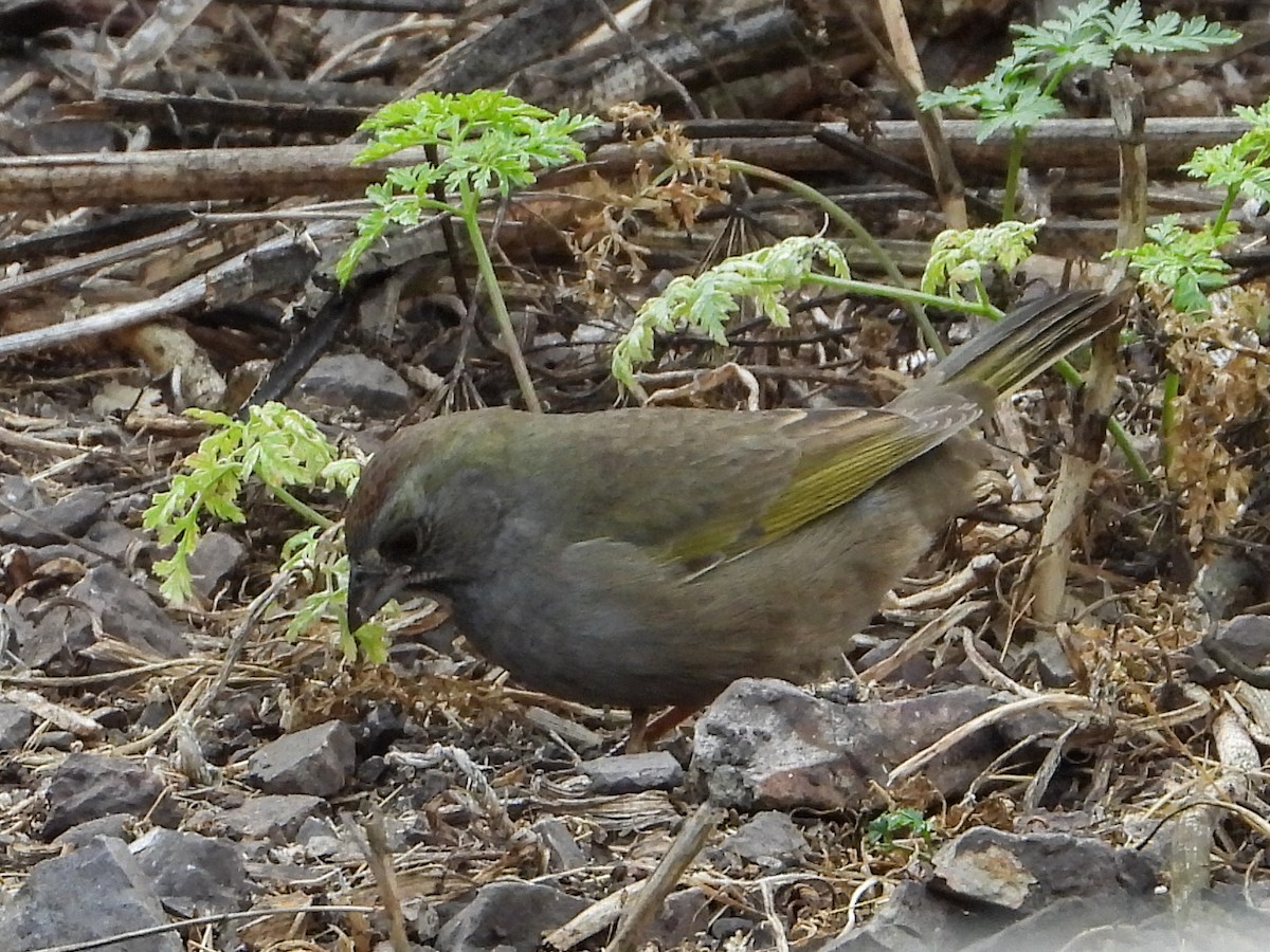 Green-tailed Towhee - ML273364111