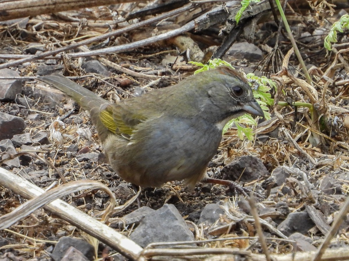 Green-tailed Towhee - ML273364121