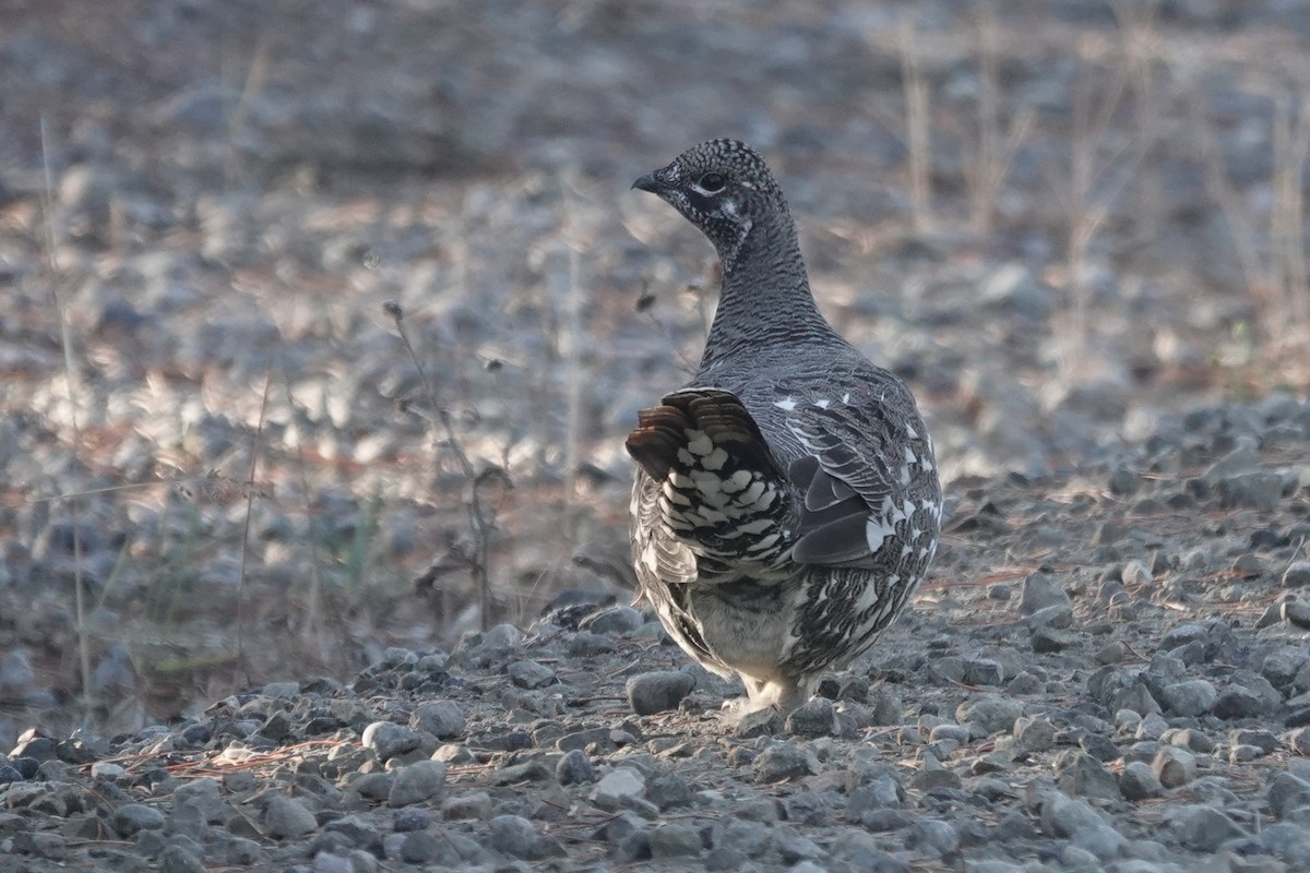 Spruce Grouse - ML273364521