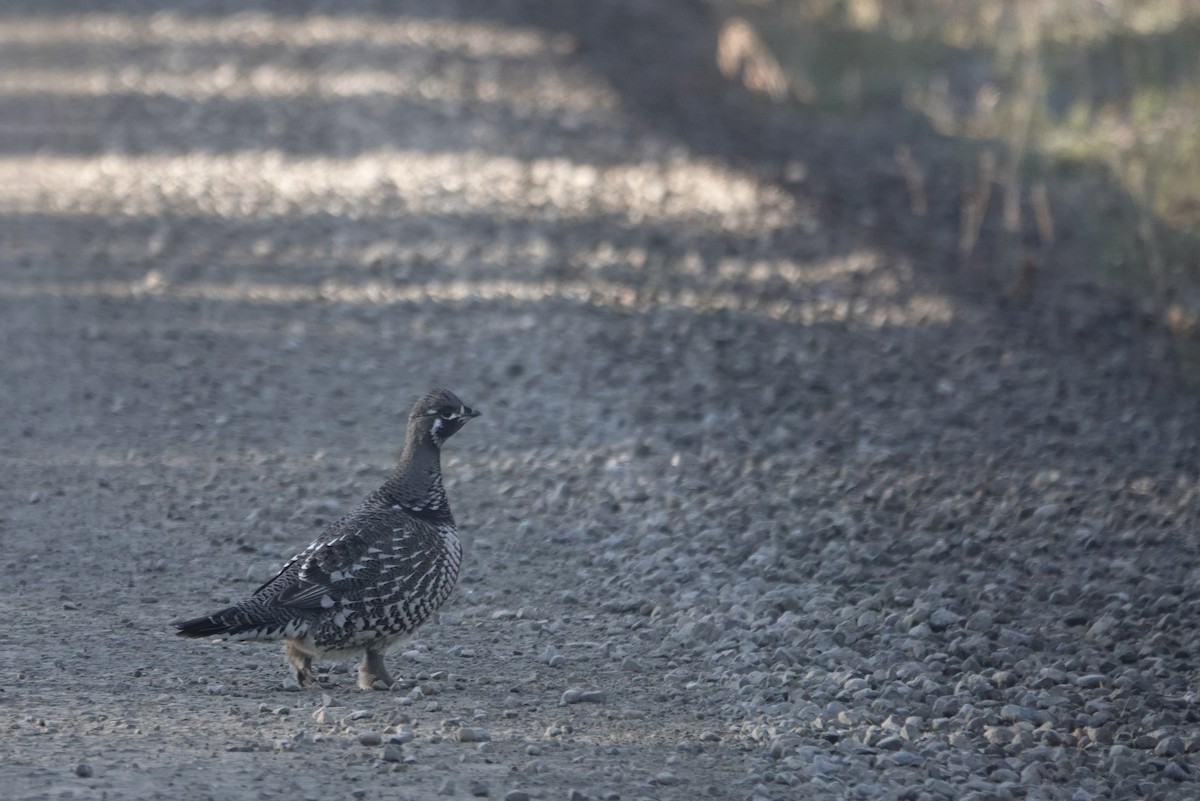 Spruce Grouse - ML273364601
