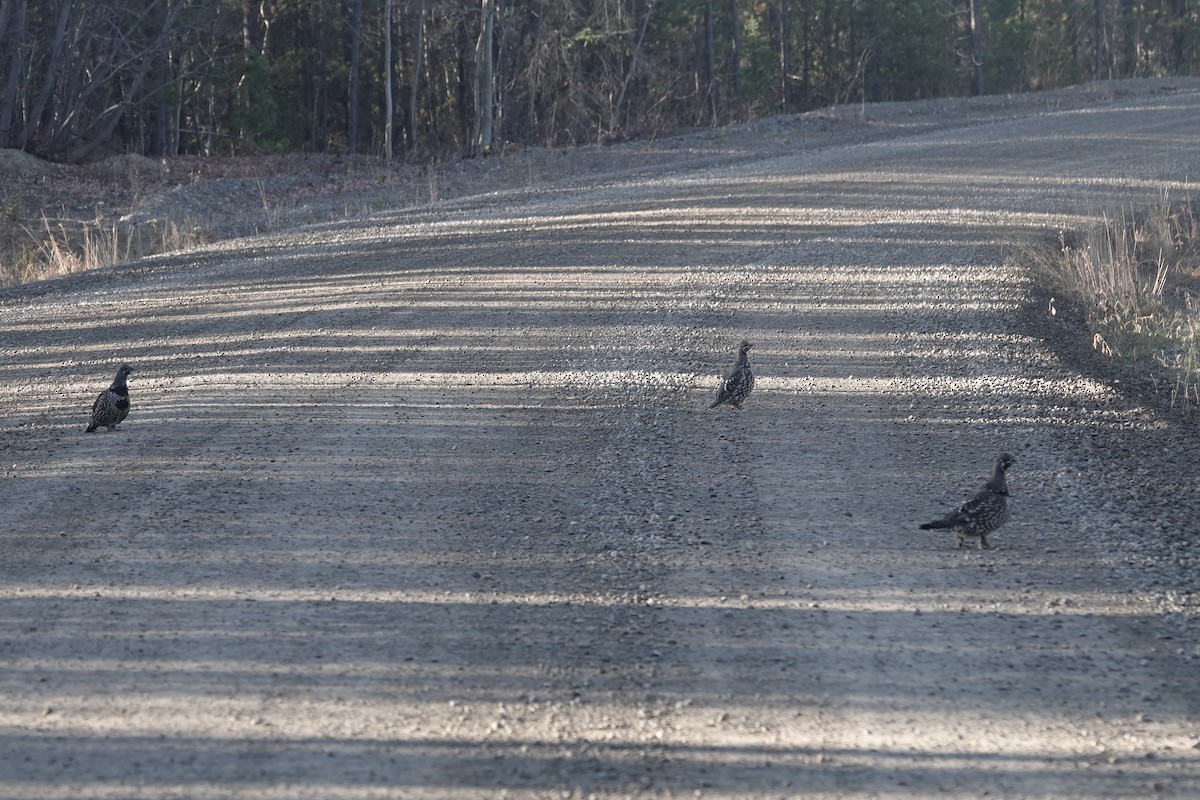 Spruce Grouse - ML273364631