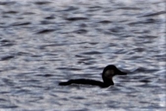 Black Scoter - ML273365641