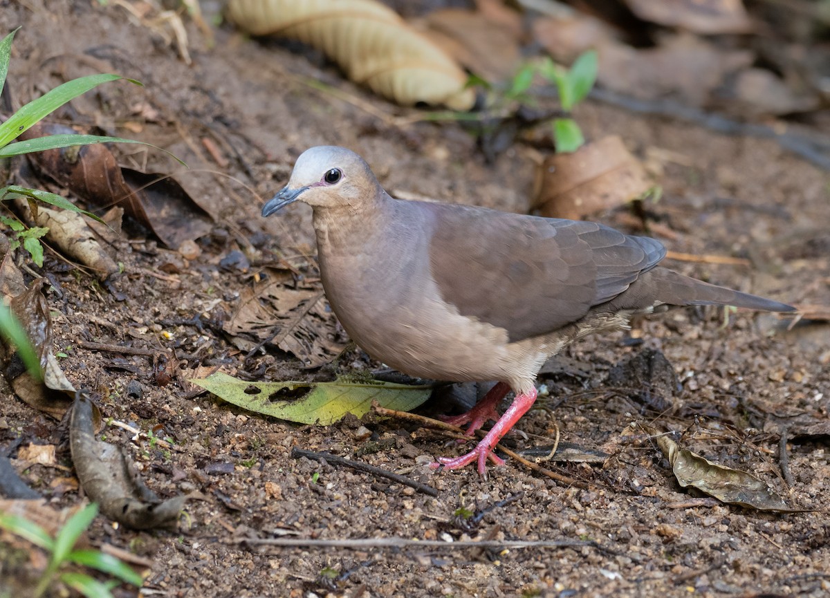 Gray-fronted Dove - ML273365991