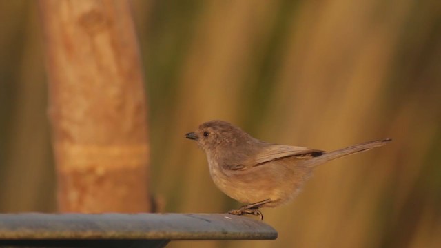 Bushtit (Pacific) - ML273367481