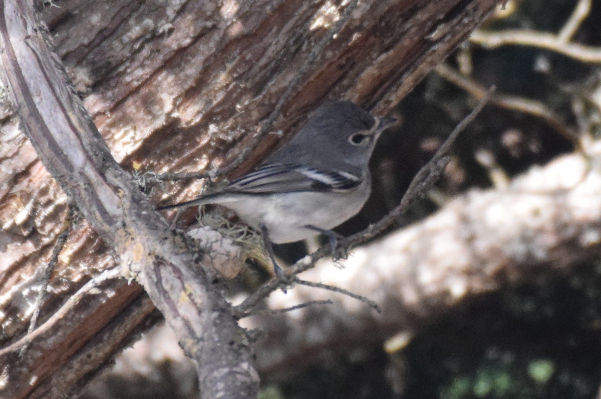 Plumbeous Vireo - ML273368471