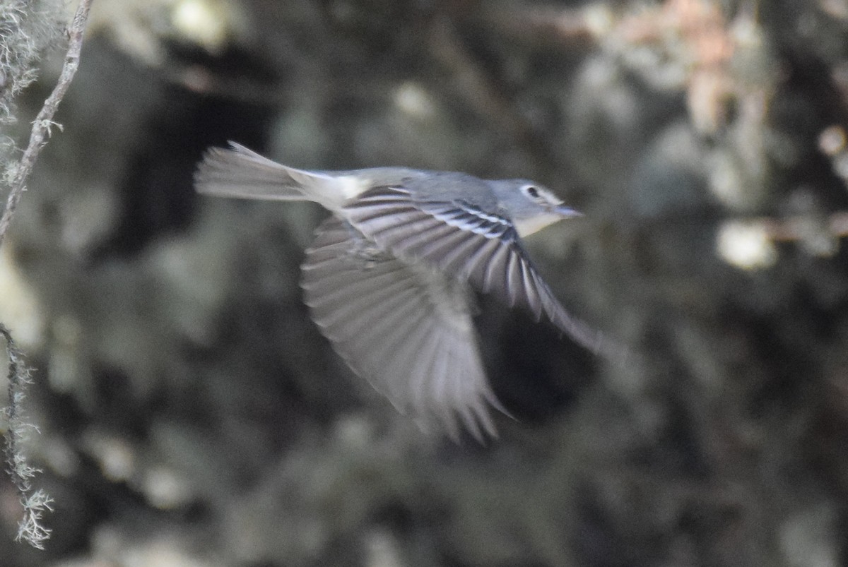 Plumbeous Vireo - ML273368481