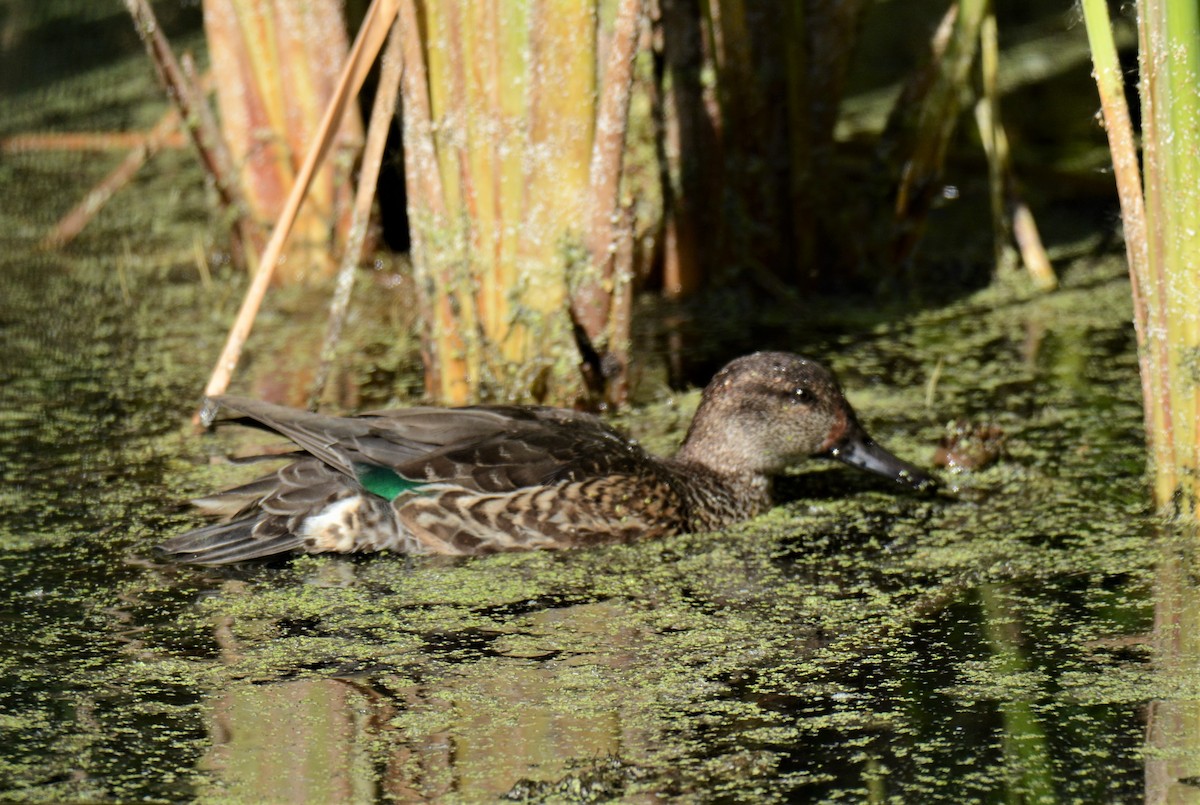 Green-winged Teal - ML273368991