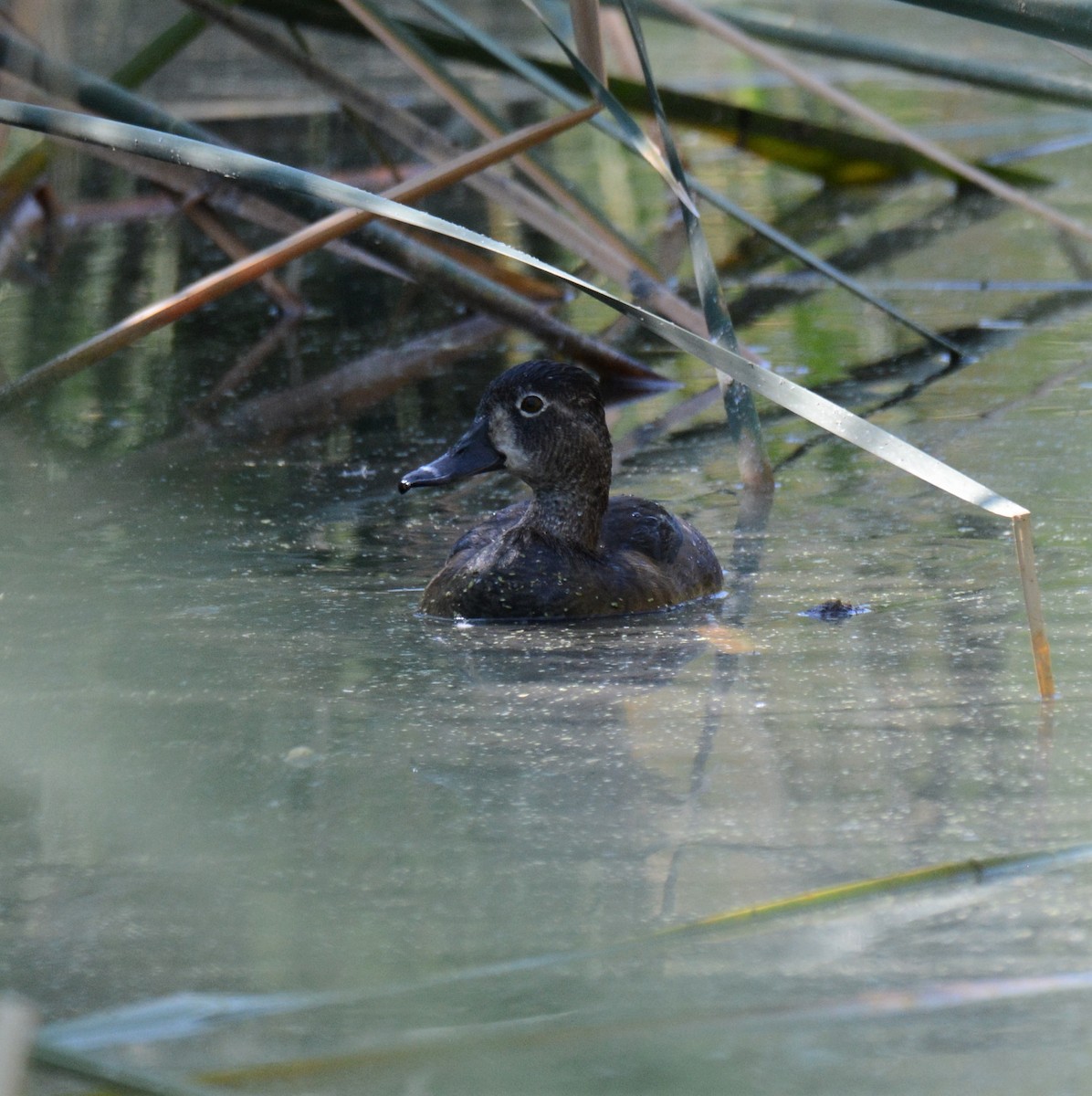 Ring-necked Duck - ML273369021