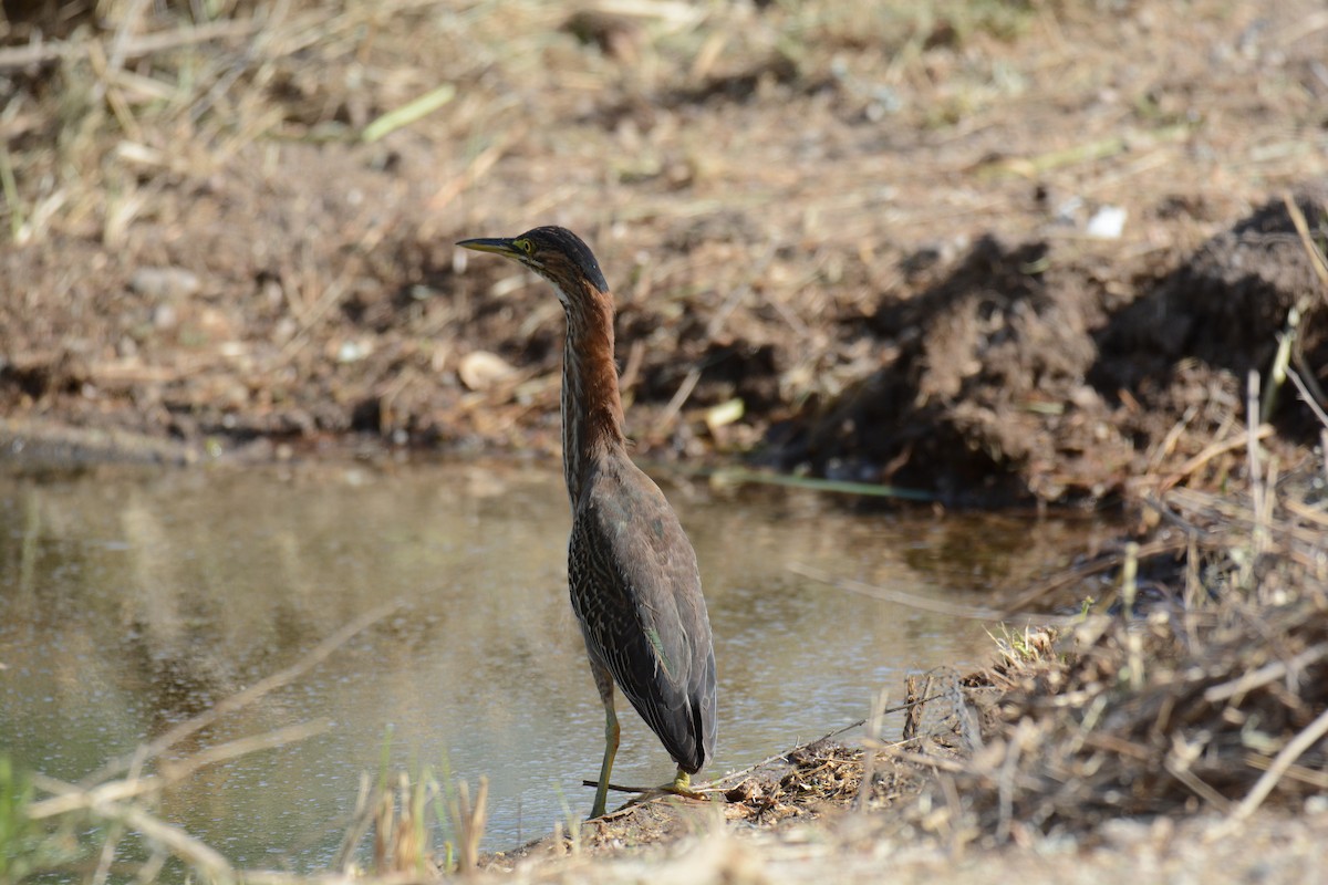 Green Heron - ML273369151