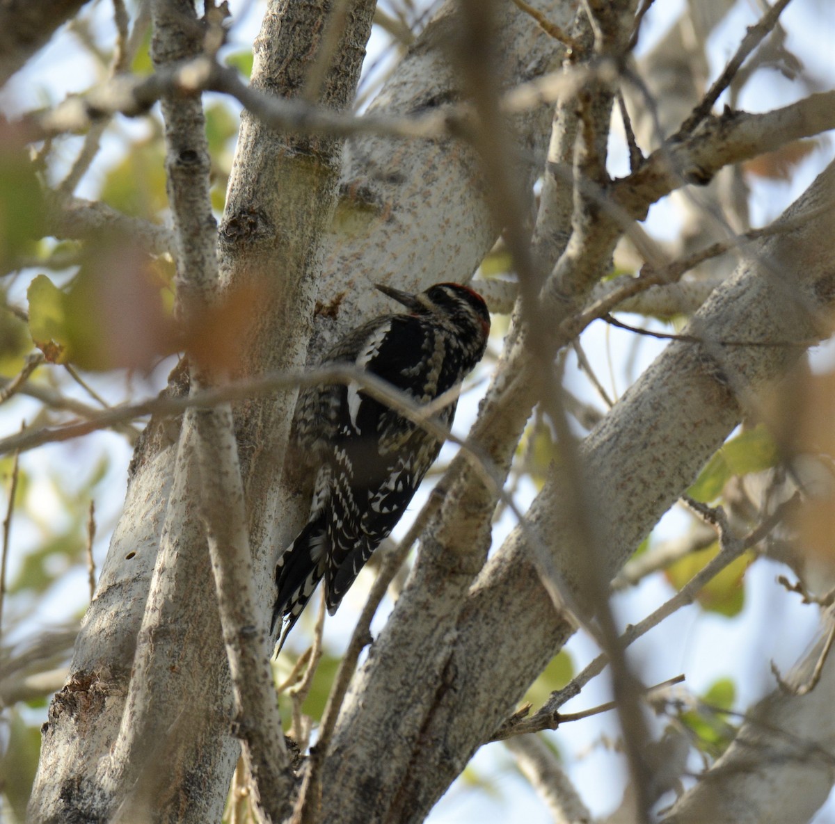 Red-naped Sapsucker - ML273369161