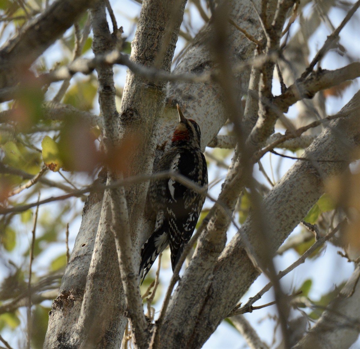 Red-naped Sapsucker - ML273369171