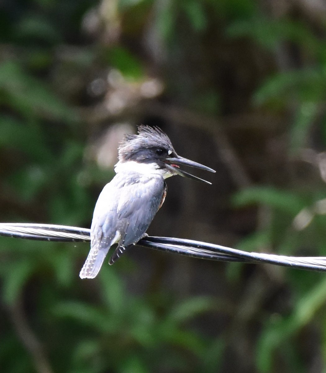 Belted Kingfisher - ML273369281